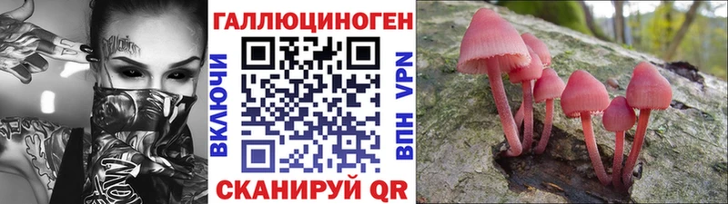 где можно купить наркотик  Новый Оскол  Галлюциногенные грибы Psilocybine cubensis 