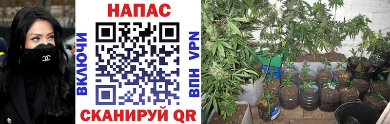 Марихуана гибрид  хочу наркоту  Новый Оскол 